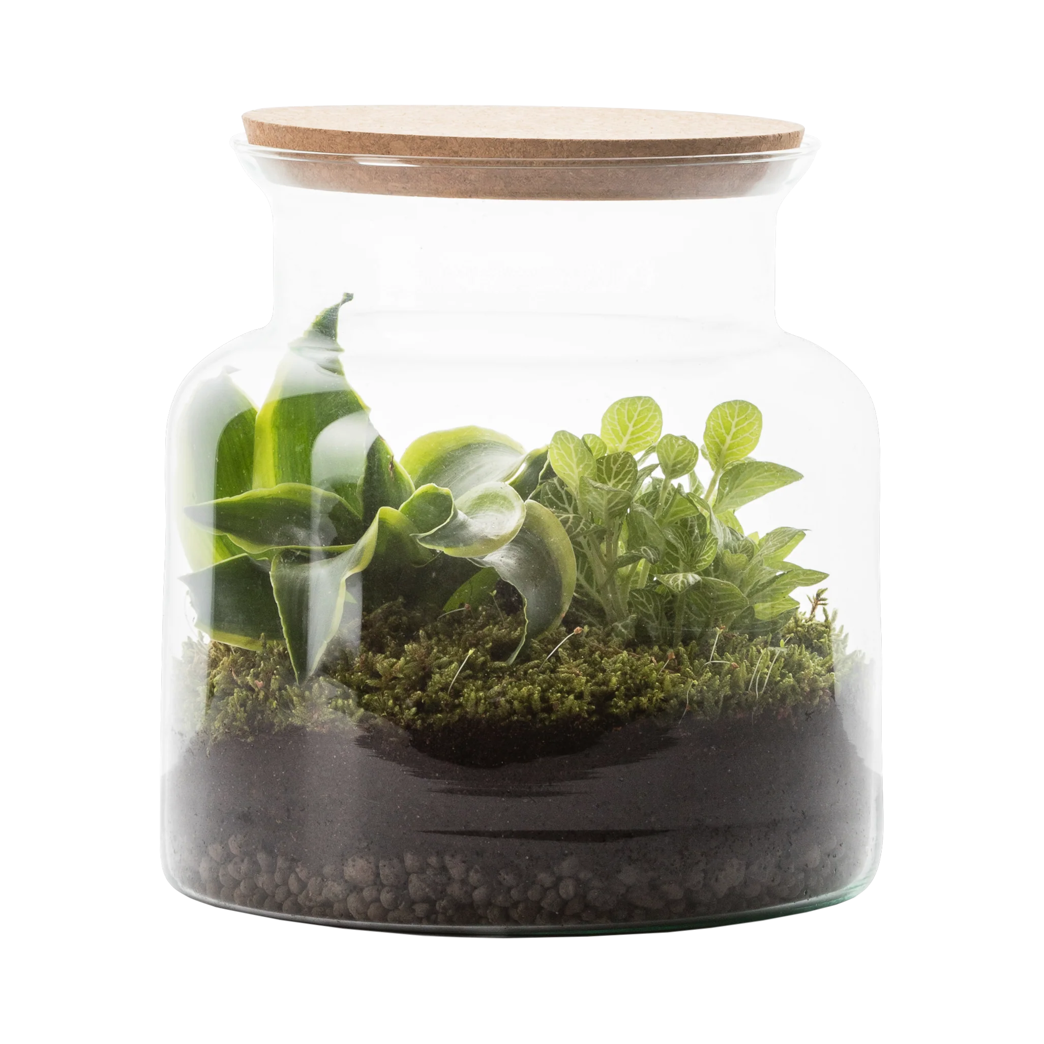Miniatura 1
