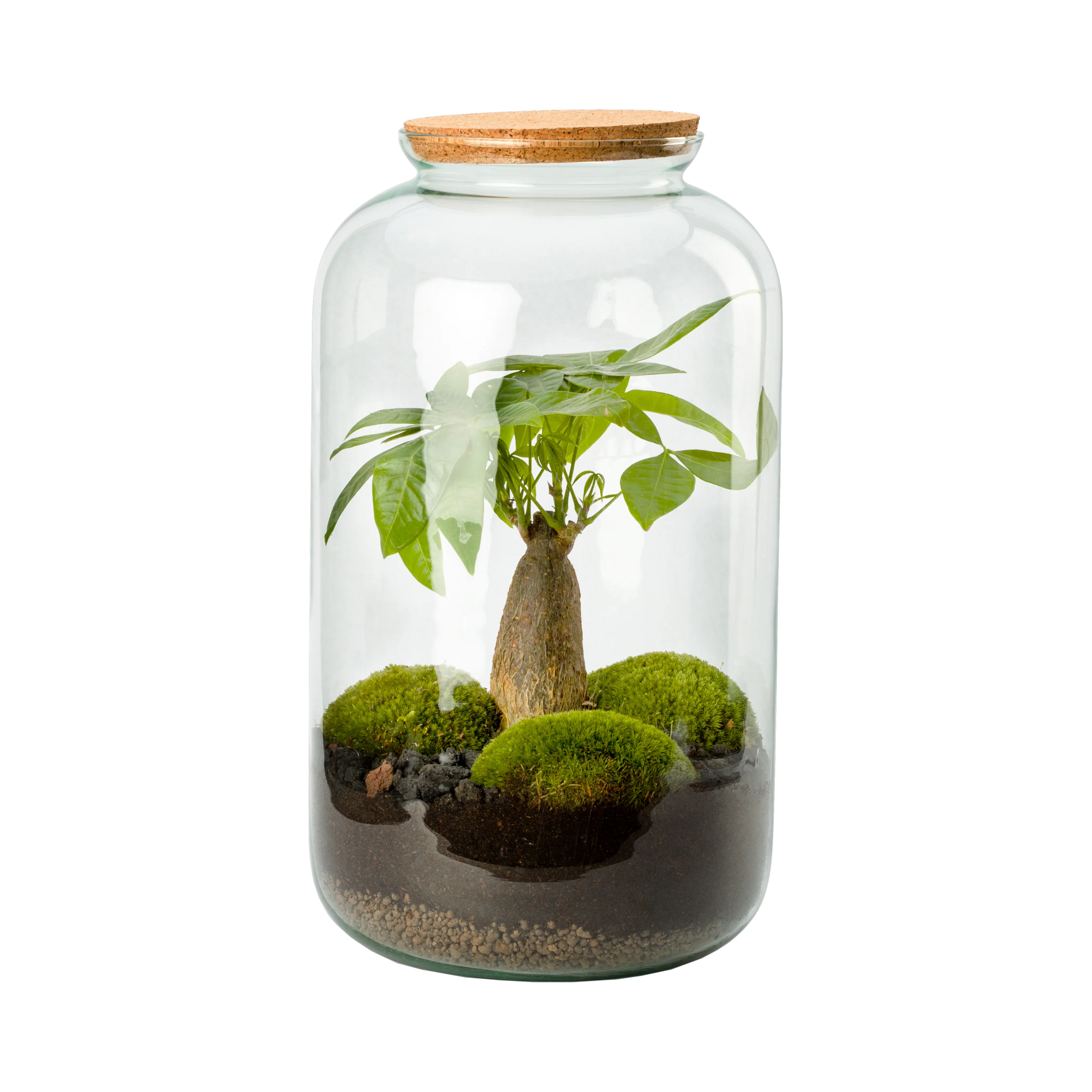 Miniatura 1