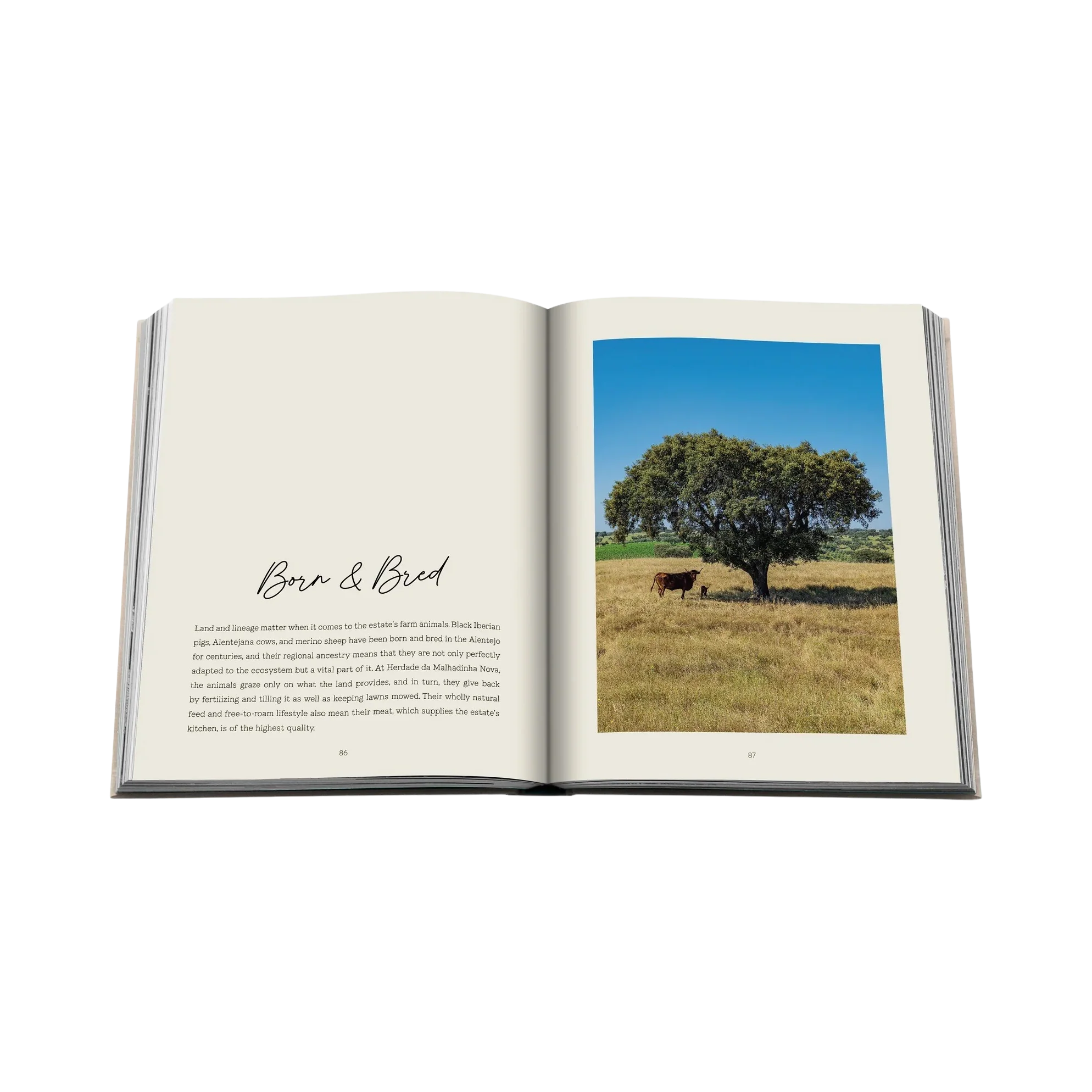 95663 ASSOULINE MALHADINHA: THE SOUL OF ALENTEJO LIVRO - Image 4